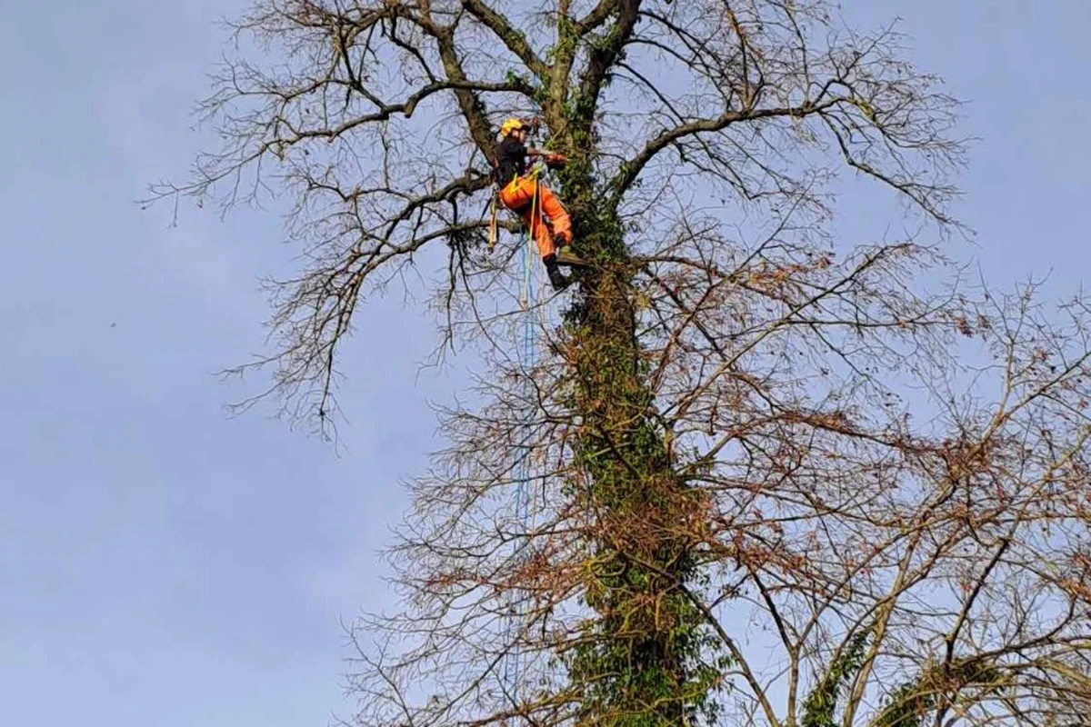Intervention en hauteur sur arbre de grande dimension